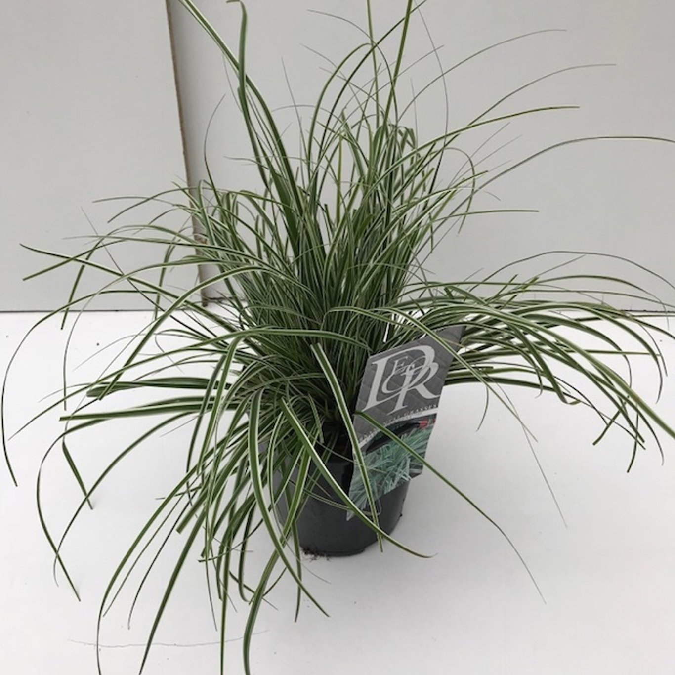 Carex oshim. 'Everest' - C2